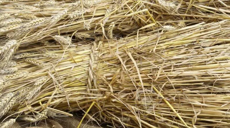 Cabinet approves Minimum Support Price of Raw Jute for 2022 -23 season