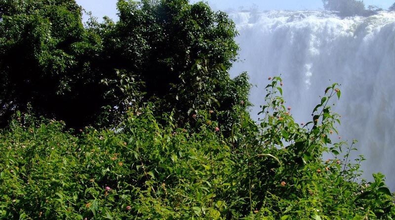 Study highlights ways to strengthen the Invasive Alien Species system in Zambia