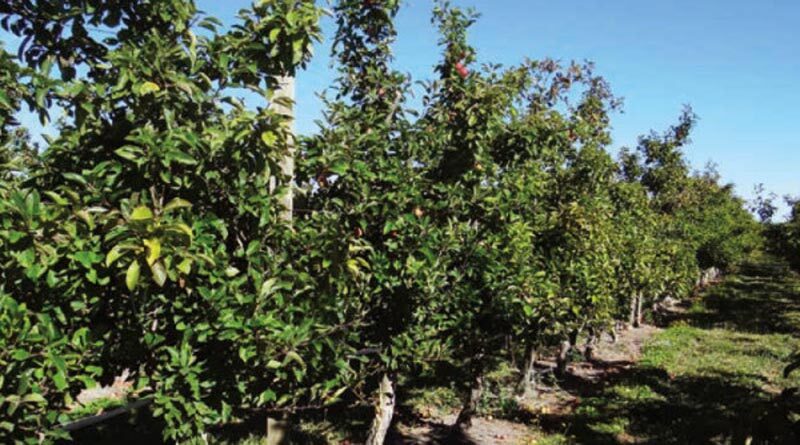 Autumn management guided by harvest observations: Lessons from John Wilton