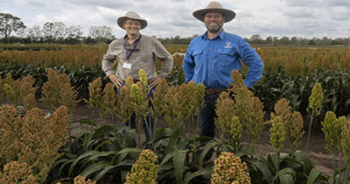 Research makes strong case for early sown sorghum in the north
