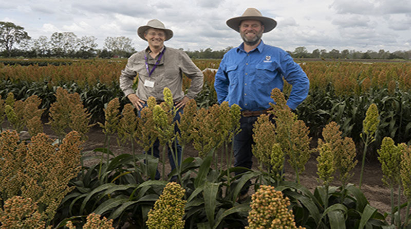 Research makes strong case for early sown sorghum in the north