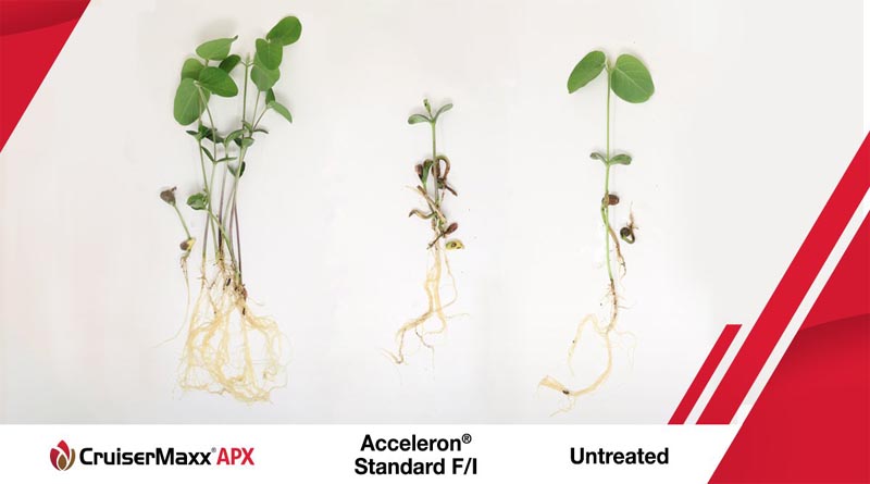Syngenta introduces CruiserMaxx® APX soybean seed treatment for ...