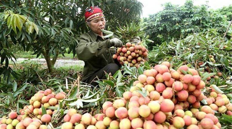 Agro-forestry and fishery exports in the first 2 months of 2022 reached 8 billion USD