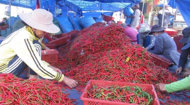 Vietnamese fresh chili approved for export to China