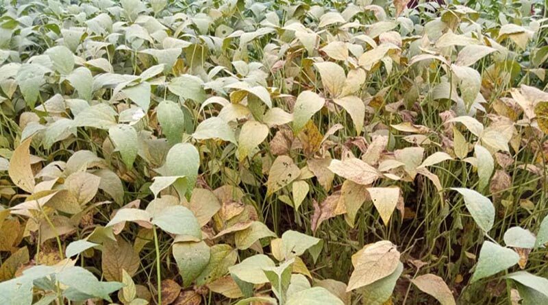 How Global Collaboration Can Prevent Plant Disease Pandemics in Africa