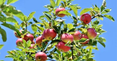 A unique Apple variety HRMN-99 which can grow at low altitude