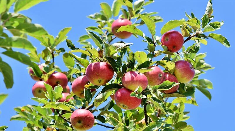 A unique Apple variety HRMN-99 which can grow at low altitude