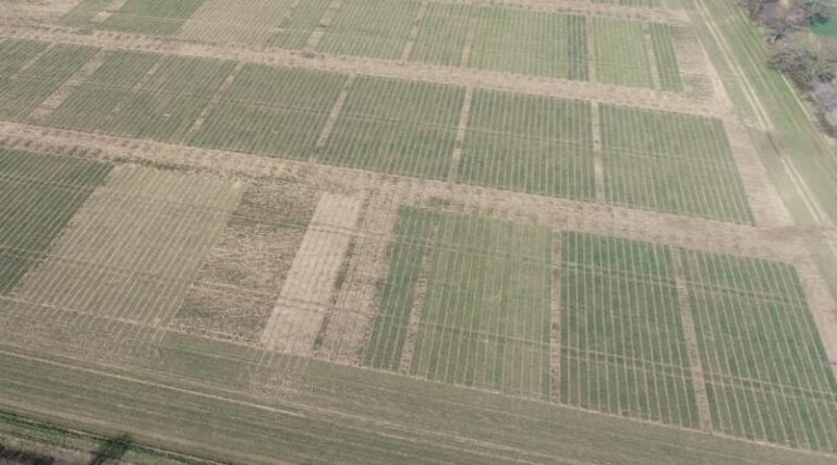 Syngenta Mega Demos
