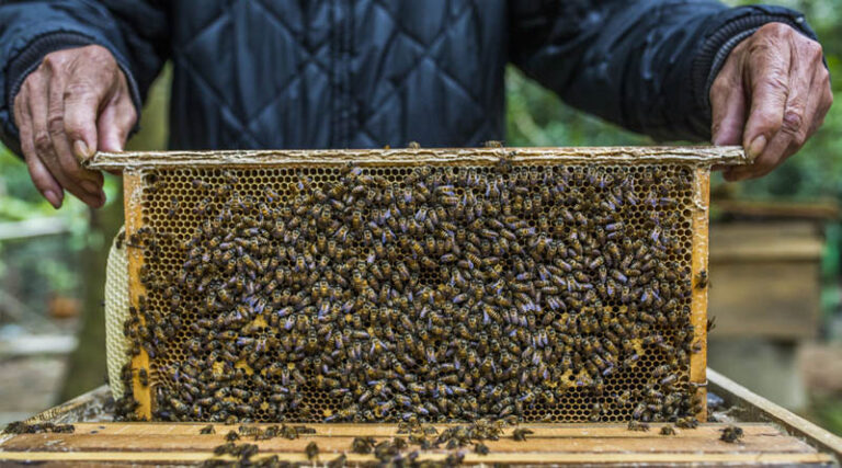 “Scientific Beekeeping Programmes for Goan Farmers” @Bharat Ka Amrut Mahotsav