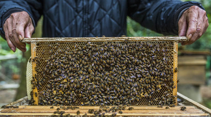 “Scientific Beekeeping Programmes for Goan Farmers” @Bharat Ka Amrut Mahotsav
