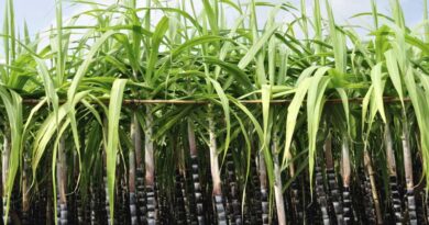 Deals to ship 5 lt of sugar inked in the past week ISMA raises export estimates for current season to 75 lakh tonnes
