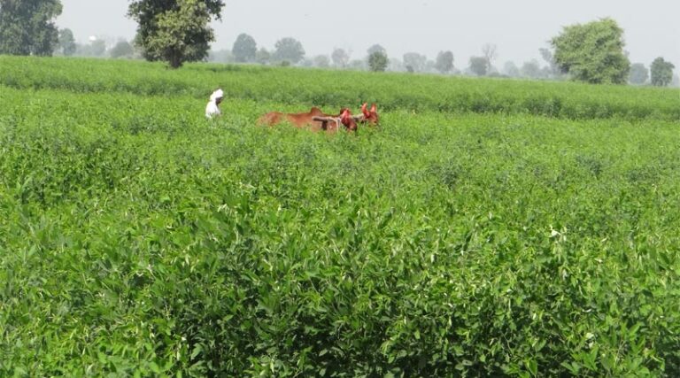 Indian Government extends import of Pigeon Pea and Urad for 1 year period