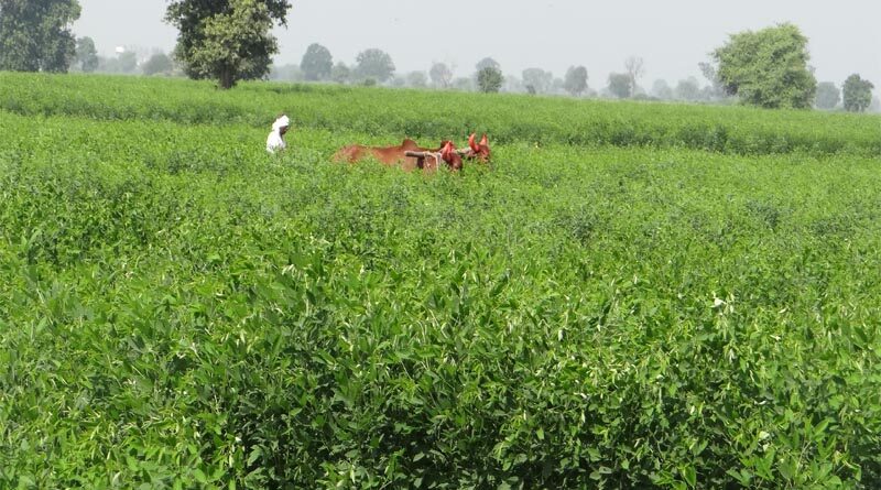 Indian Government extends import of Pigeon Pea and Urad for 1 year period