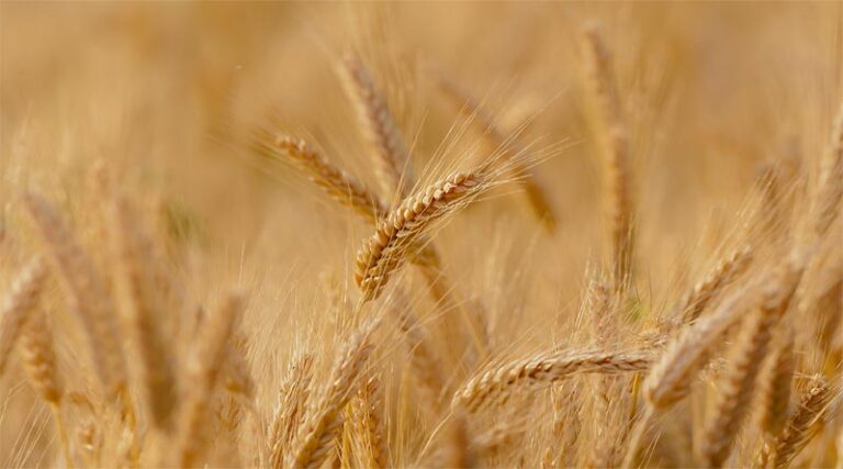 India: Haryana government to start wheat procurement from 1st April