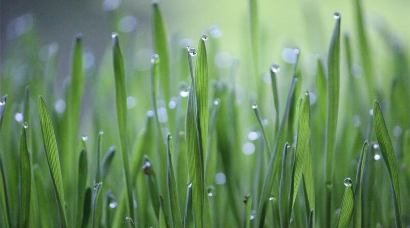 Application of Nano Urea results into better crop productivity claims Indian Council of Agricultural Research