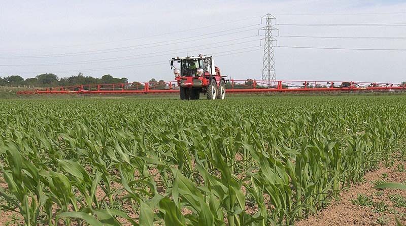 Maize application advice to stay weed free all season