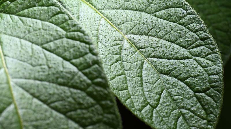 Drift reduction keeps blight sprays on target