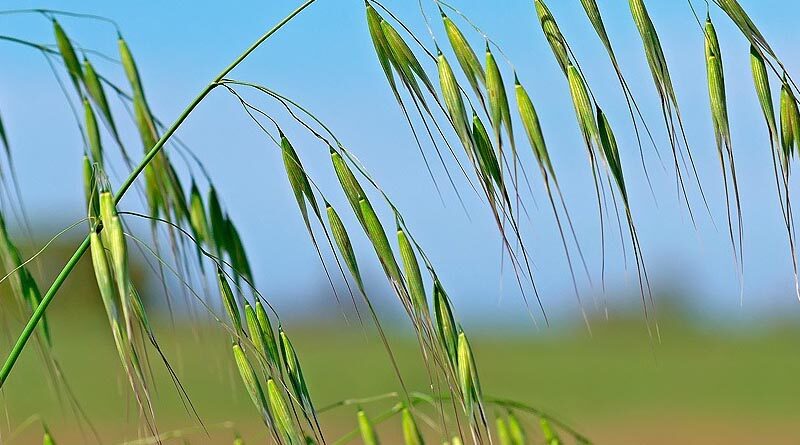 AXIAL Pro is a key tool for wild oat control in spring barley in Scotland