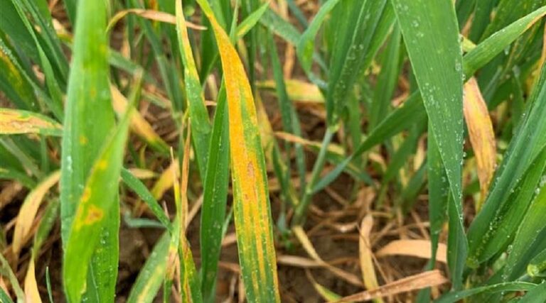 Key considerations for T1 wheat applications