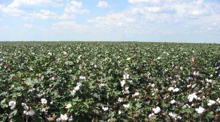 Vice President Venkaiah Naidu calls for improving cotton yield and productivity