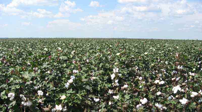 Vice President Venkaiah Naidu calls for improving cotton yield and productivity