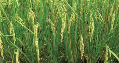 Farm exports exceed $50 billion