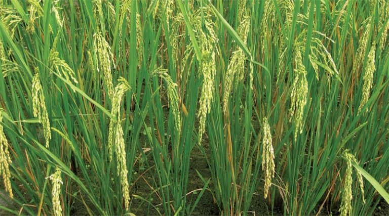 The Government of India through GEAC has received feedback from multiple stakeholders for these crops