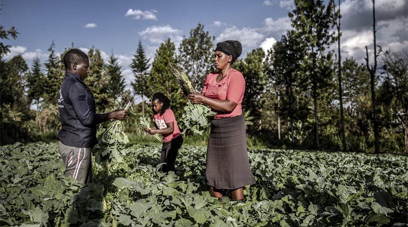 New guidelines for scaling up investments for youth in agrifood systems in Africa