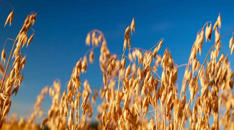 Smart VR - The Recipe for Higher Yields, Lower Input Costs