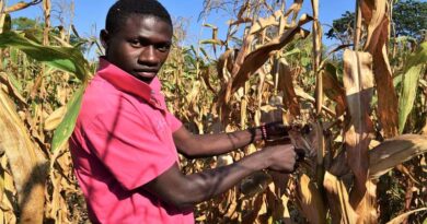 CABI-led study creates first forecasting models targeting Fall Armyworm larval stages for Africa to help fight against devastating pest
