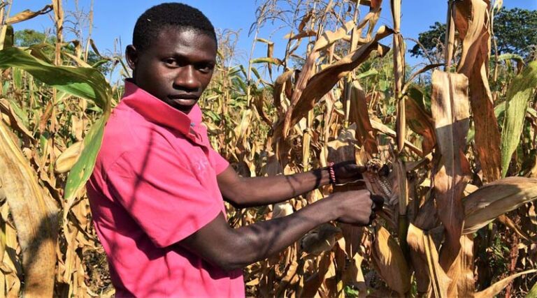 CABI-led study creates first forecasting models targeting Fall Armyworm larval stages for Africa to help fight against devastating pest
