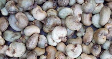 India is the second largest country in the production of Raw Cashew Nuts in the world: Narendra Singh Tomar