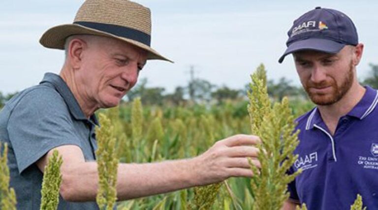 Sorghum mutants breed crop innovation for food security