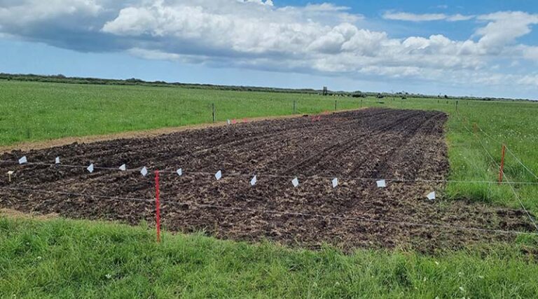 Australia: Research challenges Durum sowing window and reduces Fusarium Crown Rot risk