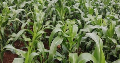 What’s The Next Move For Site-Specific Nutrient Management Research In Sub-Saharan Africa?