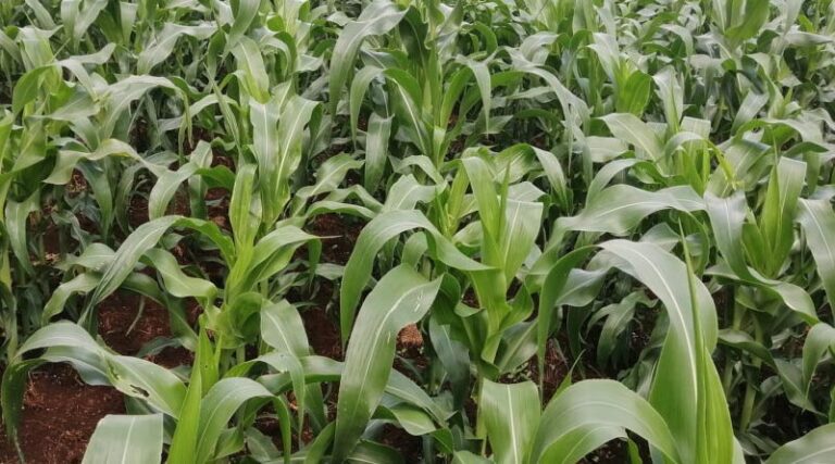 What’s The Next Move For Site-Specific Nutrient Management Research In Sub-Saharan Africa?