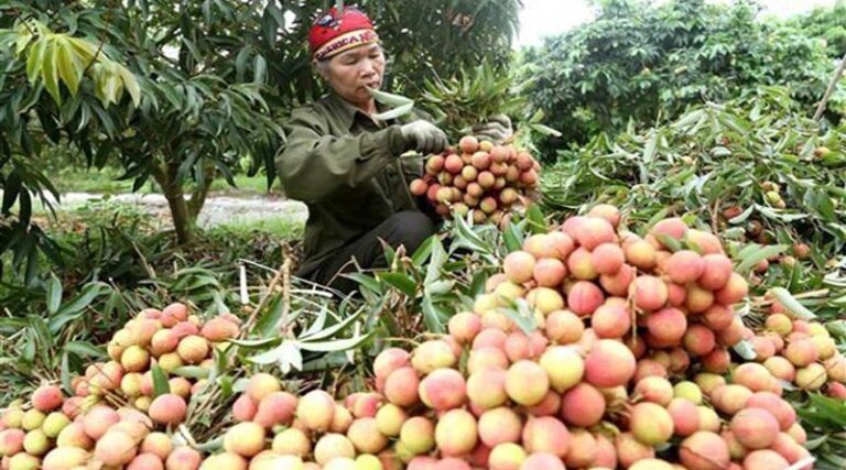 Agro-forestry-fishery exports in the first 3 months of 2022 increase