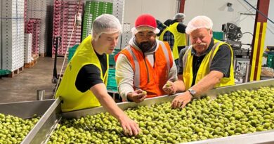 Good season for kiwiberries despite challenges