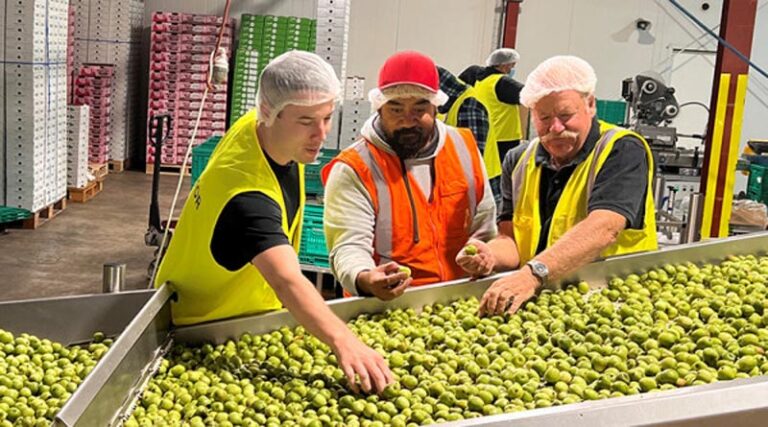 Good season for kiwiberries despite challenges