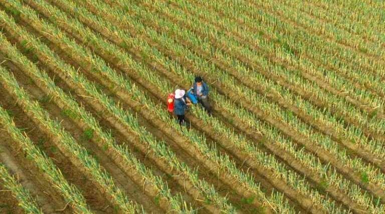 China's seed breeding, production bases further increase