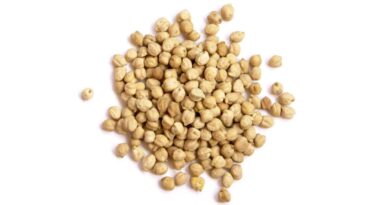 Northern growers warned to consider elevated disease risk when making chickpea planting decisions