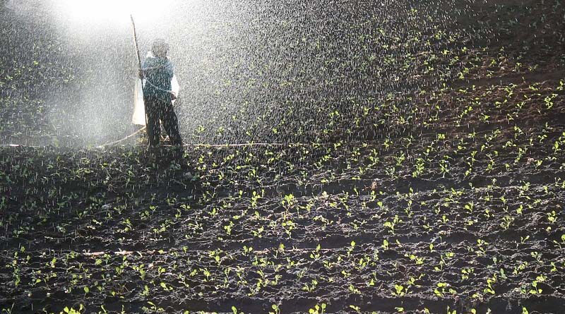 Action plan puts measures in place to ensure national food security
