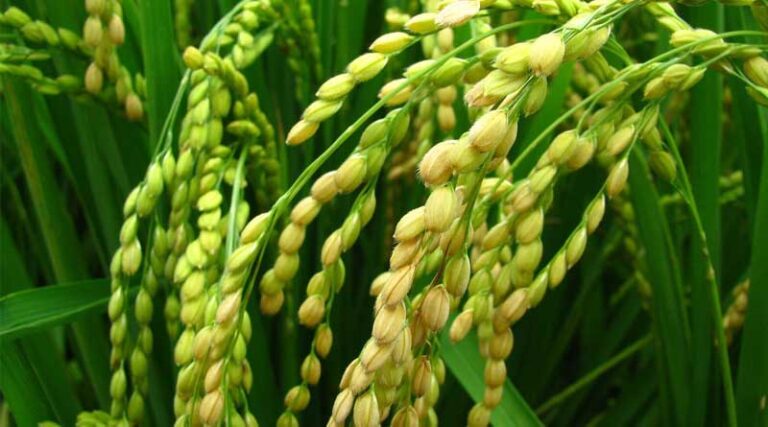 Summer crop acreages cross 60 lakh hectare mark in India