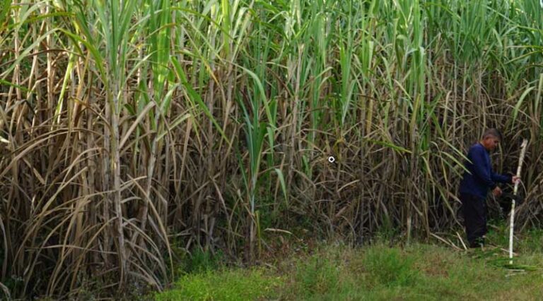 Sugar exports exceed 10 million tons for the first time