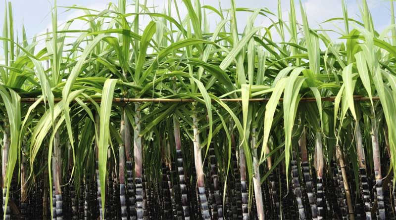 Maharashtra once again beats UP to emerge as largest sugar producer