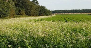 China: Grain output to increase this year