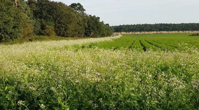 Green Headlands add to IPM programmes