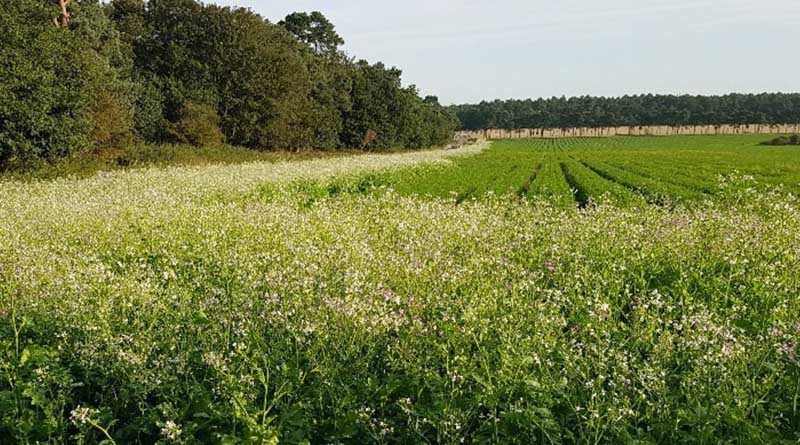 Green Headlands add to IPM programmes