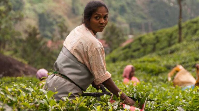 Four F2C Startups in India working to create transparency in the Food Supply Chain