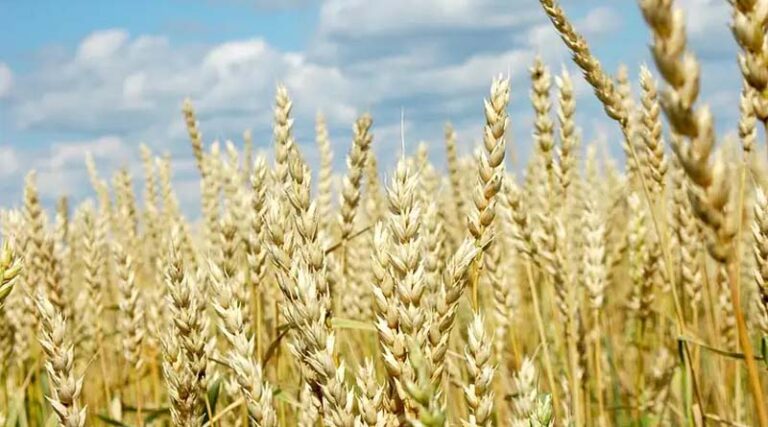 Experts analyze the impact of the Russia-Ukraine war on global food and energy systems